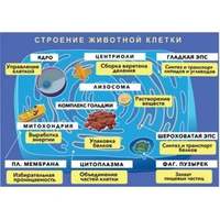 Плакат магнитный "Строение животной клетки"